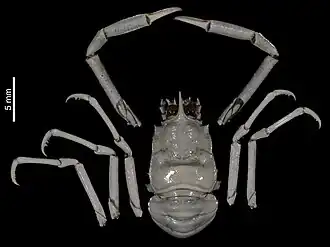 Munidopsis talismani