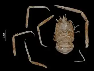 Munidopsis truculenta