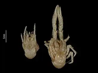 Munidopsis zarazagai