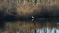 Grote zilverreiger in een visvijver