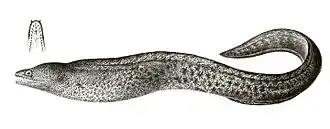 Gymnothorax richardsonii