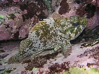 Sebastes pachycephalus pachycephalus