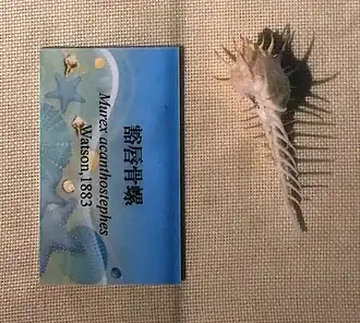 Murex acanthostephes