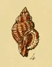 Ocinebrina aciculata