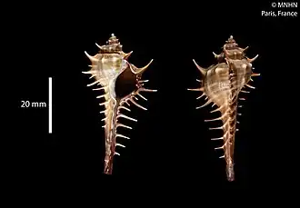 Murex (Murex) spinastreptos