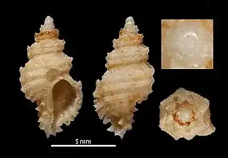 Murexsul diamantinus