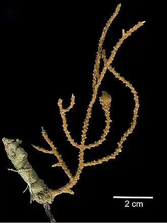 Muricea galapagensis