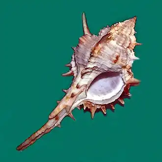 Vokesimurex kiiensis