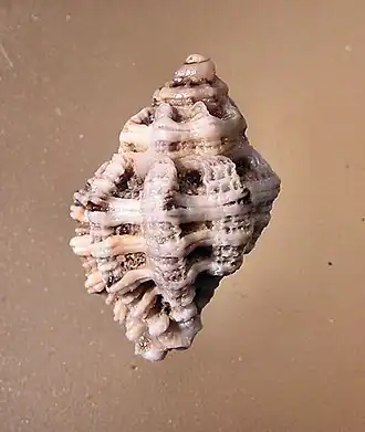 Muricodrupa fiscella