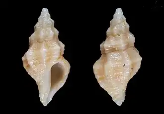 Muricopsis carnicolor