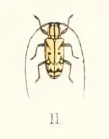 Murosternum pentagonale