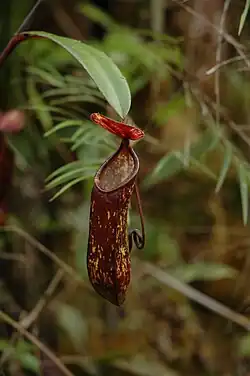 Nepenthes muluensis: verbrede bladsteel en bekerblad