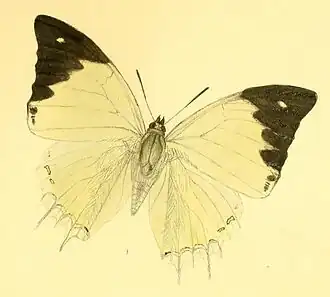 Polyura delphis