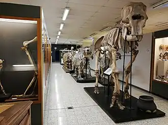 Museum voor Dierkunde Auguste Lameere