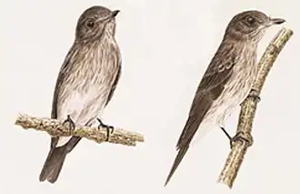 Sulawesivliegenvanger