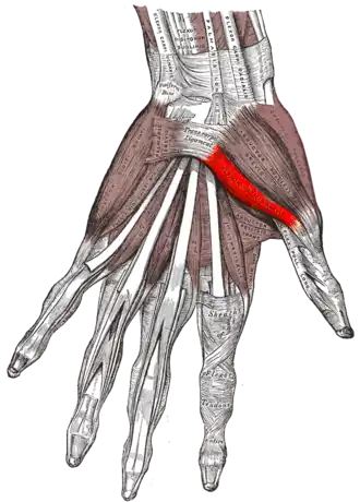 Musculus flexor pollicis brevis