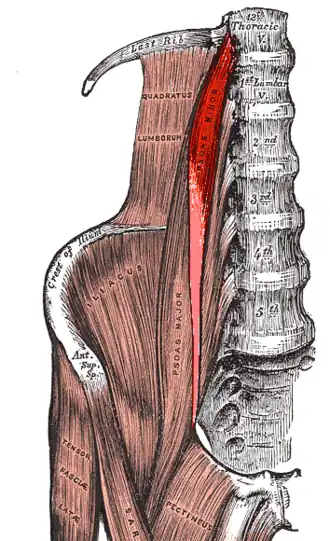 Musculus psoas minor