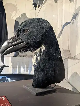 Rekwisiet van de kraai uit de film. Museo Cinema Torino