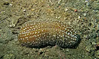 Ctenactis albitentaculata