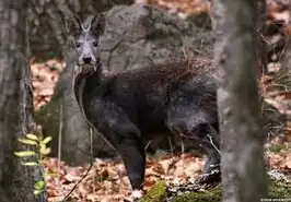 Moschus cupreus
