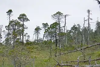 Een bos op het eiland