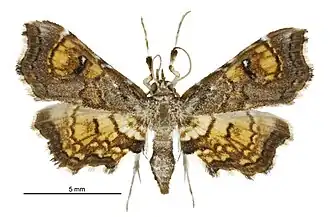 Musotima aduncalis