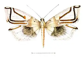 Musotima instrumentalis