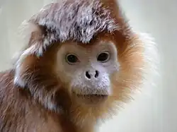 Javaanse langoer (Trachypithecus auratus)