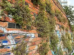 Zomeraspect van de associatie van klein glaskruid