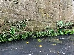 De kegelmos-associatie op de muurvoet van een vochtige, waterkerende muur.