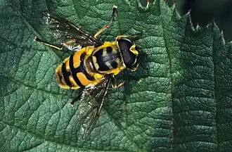 Doodskopzweefvlieg (Myathropa florea)