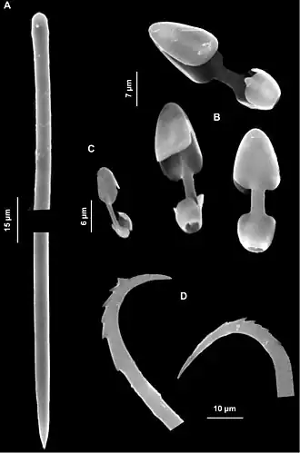 Mycale (Paresperella) serrulata