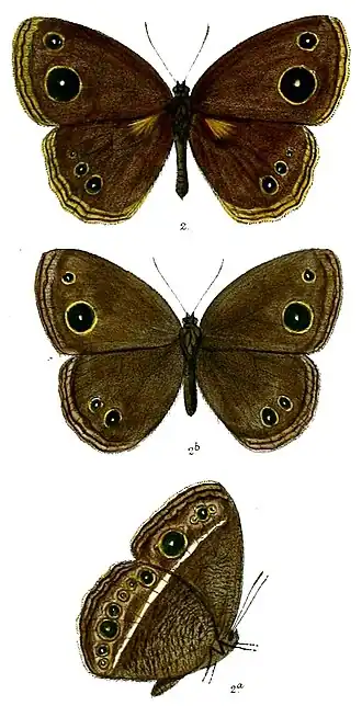 Mycalesis heri