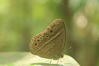 Mycalesis janardana