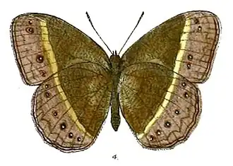 Mycalesis mamerta