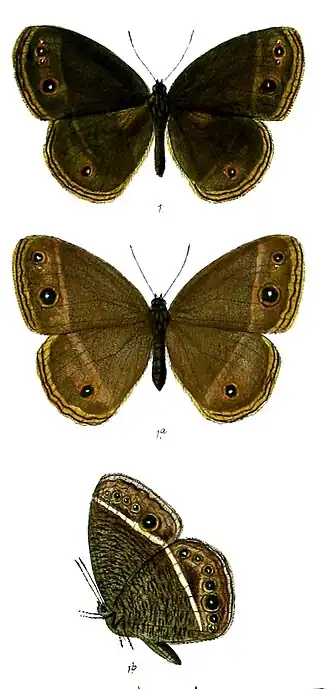 Mycalesis misenus