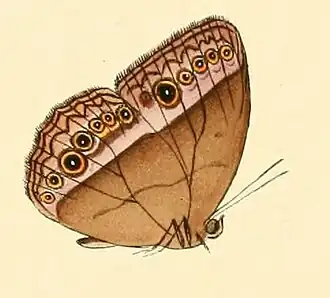 Mycalesis orseis