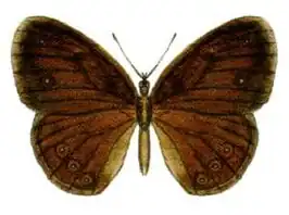 Mycalesis sirius