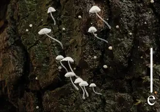Behaarde suikermycena
