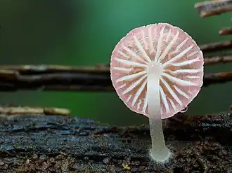 Adonismycena
