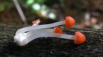 Adonismycena