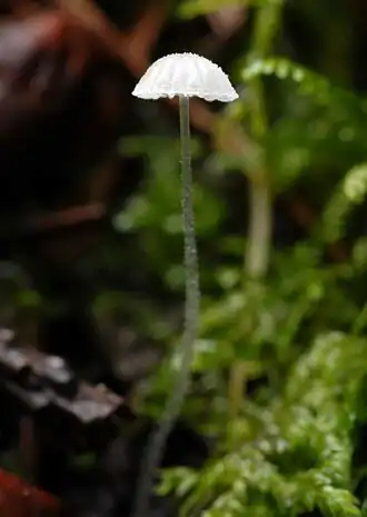 Suikermycena