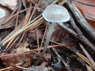Grijze mycena