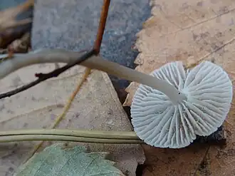 Grijze mycena
