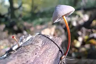 Prachtmycena (Mycena crocata)