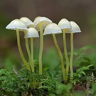 Graskleefsteelmycena