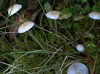 Draadsteelmycena