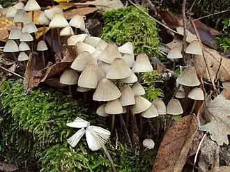 Melksteelmycena