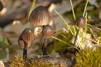 Bundelchloormycena