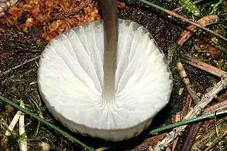 Bundelchloormycena